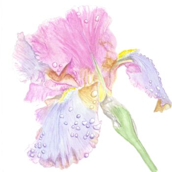 Painting titled "iris pastel" by Annette Bernard, Original Artwork, Watercolor