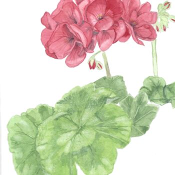 Pittura intitolato "geranium" da Annette Bernard, Opera d'arte originale, Acquarello