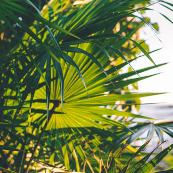 Fotografia zatytułowany „Palm breeze I” autorstwa Annie Poissant, Oryginalna praca, Fotografia cyfrowa