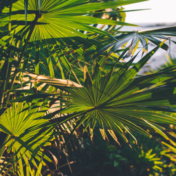 Fotografia zatytułowany „Palm Breeze II” autorstwa Annie Poissant, Oryginalna praca, Fotografia cyfrowa