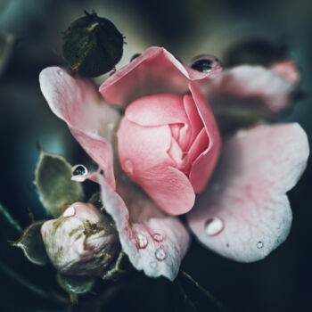 Fotografia intitolato "Rose au matin" da Antoine Heid, Opera d'arte originale, Fotografia digitale