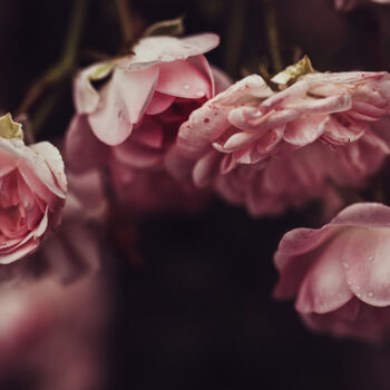 Photographie intitulée "Roses are rose" par Antoine Heid, Œuvre d'art originale, Photographie numérique