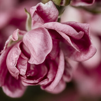 Photographie intitulée "Pétales de Roses" par Antoine Heid, Œuvre d'art originale, Photographie numérique