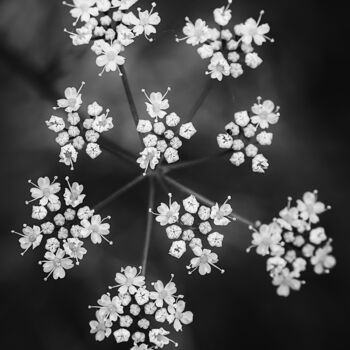 Photographie intitulée "Fleurs BnW" par Antoine Heid, Œuvre d'art originale, Photographie numérique