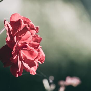 Photography titled "Rose au vent" by Antoine Heid, Original Artwork, Digital Photography