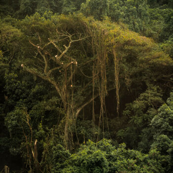 Photographie intitulée "Tijuca Forest XV" par Antonio Schubert, Œuvre d'art originale, Photographie numérique