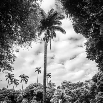 Фотография под названием "Parque Lage" - Antonio Schubert, Подлинное произведение искусства, Цифровая фотография