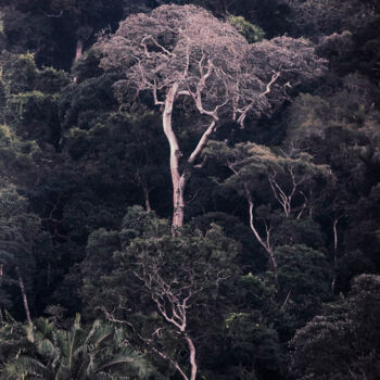 Fotografia zatytułowany „Tijuca Forest VIII” autorstwa Antonio Schubert, Oryginalna praca, Fotografia cyfrowa