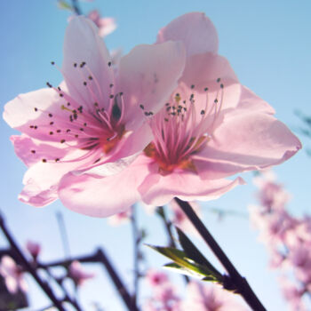 Фотография под названием "Fleur de Sakura" - Aonaka, Подлинное произведение искусства, Цифровая фотография