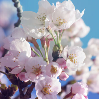 Фотография под названием "Fleur de Sakura 2" - Aonaka, Подлинное произведение искусства, Цифровая фотография