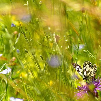Fotografie mit dem Titel "papillon" von Aquartistiq, Original-Kunstwerk, Digitale Fotografie