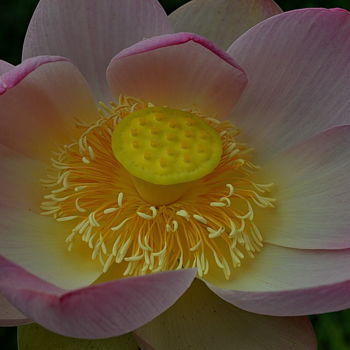 Photographie intitulée "lotus zoom" par Aquartistiq, Œuvre d'art originale, Photographie numérique