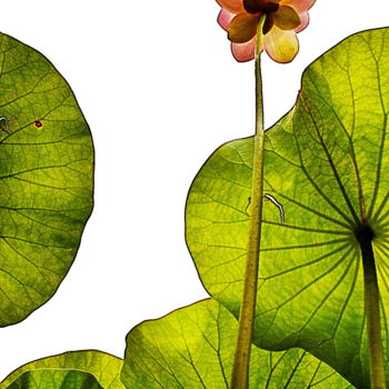 Photographie intitulée "lotus et ses feuill…" par Aquartistiq, Œuvre d'art originale, Photographie numérique