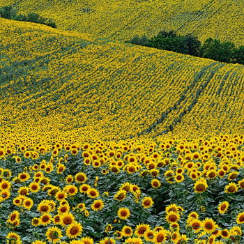 Fotografia zatytułowany „sunflowers field” autorstwa Aquartistiq, Oryginalna praca, Fotografia cyfrowa