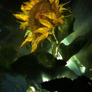 摄影 标题为“tourne sol” 由Aquartistiq, 原创艺术品, 数码摄影