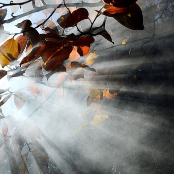 Photographie intitulée "kaki brouillard" par Aquartistiq, Œuvre d'art originale, Photographie numérique