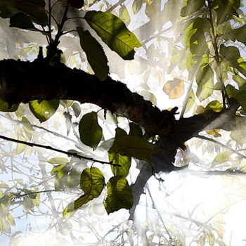 "arbre dans brouilla…" başlıklı Fotoğraf Aquartistiq tarafından, Orijinal sanat, Dijital Fotoğrafçılık