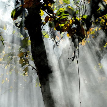 Fotografie mit dem Titel "arbres." von Aquartistiq, Original-Kunstwerk, Digitale Fotografie