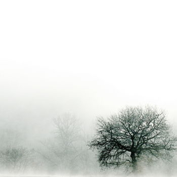 Photography titled "arbre." by Aquartistiq, Original Artwork, Digital Photography