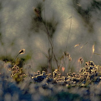 Photographie intitulée "herbes." par Aquartistiq, Œuvre d'art originale, Photographie numérique