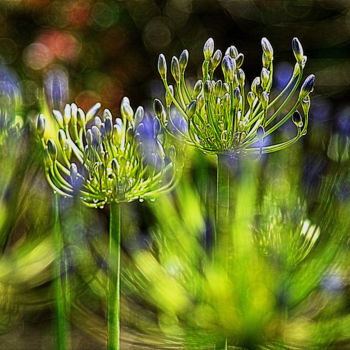 Photographie intitulée "agapanthes  2" par Aquartistiq, Œuvre d'art originale, Photographie numérique