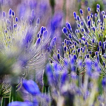 Photographie intitulée "agapanthes 3" par Aquartistiq, Œuvre d'art originale, Photographie numérique