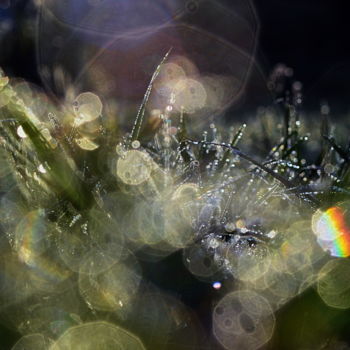 Fotografia intitolato "l'herbe" da Aquartistiq, Opera d'arte originale, Fotografia digitale