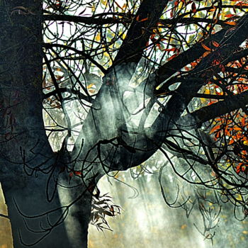 Fotografía titulada "brouillard et lumiè…" por Aquartistiq, Obra de arte original, Fotografía digital