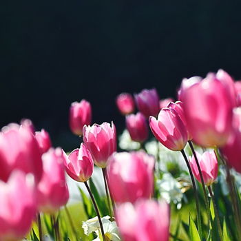 Fotografia zatytułowany „les tulipes. ..” autorstwa Aquartistiq, Oryginalna praca, Fotografia cyfrowa