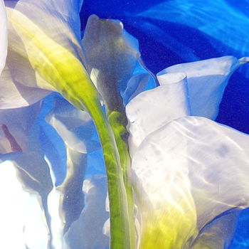 Photography titled "bleu arums" by Aquartistiq, Original Artwork, Digital Photography