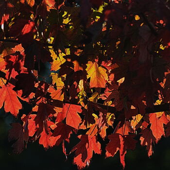 Photographie intitulée "automne 2" par Aquartistiq, Œuvre d'art originale, Photographie numérique
