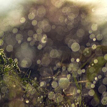 Photographie intitulée "herbe et pluie..." par Aquartistiq, Œuvre d'art originale, Photographie numérique