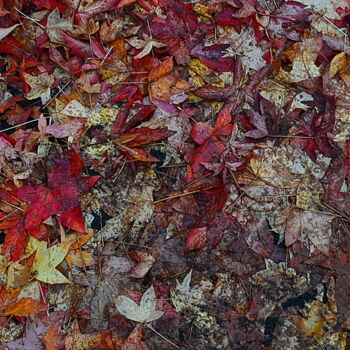 Photographie intitulée "tapis d'automne" par Aquartistiq, Œuvre d'art originale, Photographie numérique