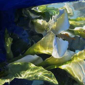 Photographie intitulée "mes  arums." par Aquartistiq, Œuvre d'art originale, Photographie numérique