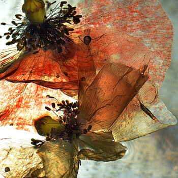 Photographie intitulée "fleurs flottantes" par Aquartistiq, Œuvre d'art originale, Photographie numérique