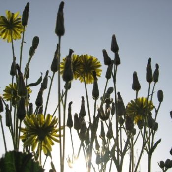 Φωτογραφία με τίτλο "fleurs." από Aquartistiq, Αυθεντικά έργα τέχνης, Ψηφιακή φωτογραφία