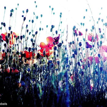 Фотография под названием "champs rouges" - Aquartistiq, Подлинное произведение искусства, Цифровая фотография