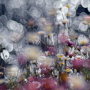 Photography titled "petites fleurs" by Aquartistiq, Original Artwork, Digital Photography