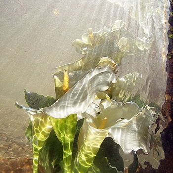 Fotografie getiteld "les   arums." door Aquartistiq, Origineel Kunstwerk, Digitale fotografie