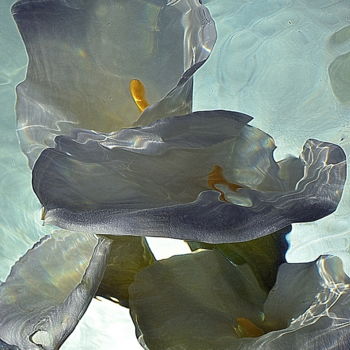 Fotografia intitolato "4 arums" da Aquartistiq, Opera d'arte originale, fotografia a pellicola