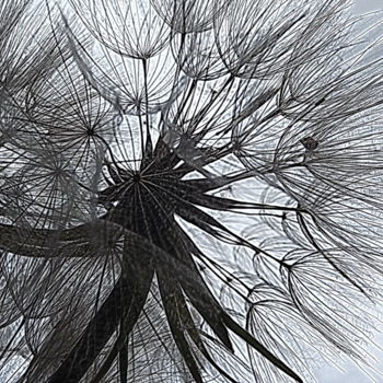Fotografia intitulada "parachutes vegetales" por Aquartistiq, Obras de arte originais, Fotografia de filme