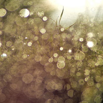 Fotografia intitolato "pluies et herbe" da Aquartistiq, Opera d'arte originale, Fotografia digitale