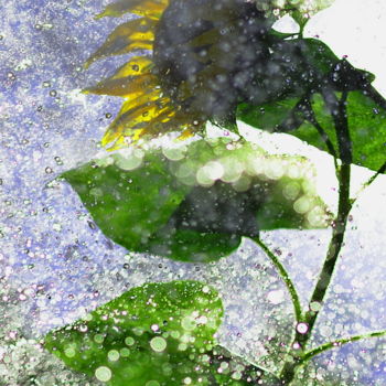 Photographie intitulée "pluie et tournesol" par Aquartistiq, Œuvre d'art originale, Photographie argentique