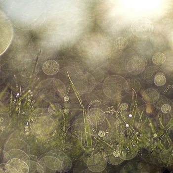 Photographie intitulée "herbe humide" par Aquartistiq, Œuvre d'art originale, Photographie numérique