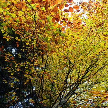 Photographie intitulée "couleurs d'automne." par Aquartistiq, Œuvre d'art originale, Photographie numérique