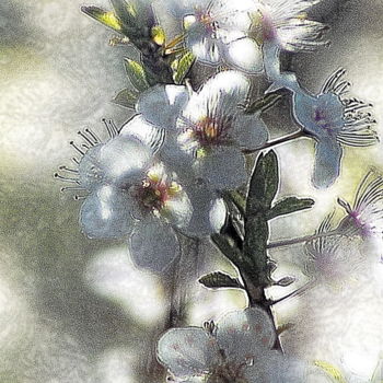 Fotografía titulada "cerisier en fleurs" por Aquartistiq, Obra de arte original, Fotografía digital