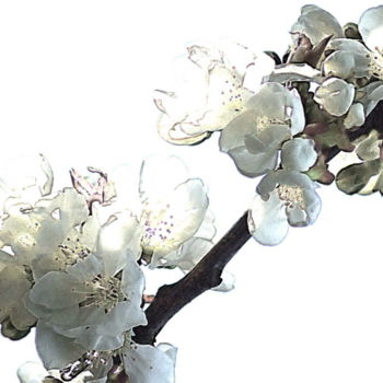 Fotografia intitulada "cerisier en fleur.." por Aquartistiq, Obras de arte originais, Fotografia digital