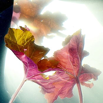 摄影 标题为“les deux feuilles” 由Aquartistiq, 原创艺术品, 数码摄影