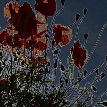 摄影 标题为“poppies... coquelic…” 由Aquartistiq, 原创艺术品, 数码摄影