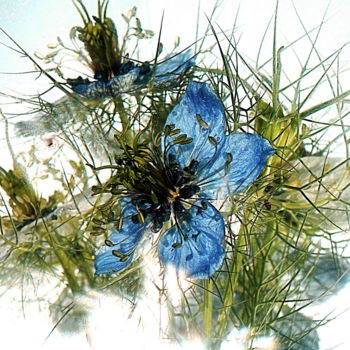 "fleurs bleues." başlıklı Fotoğraf Aquartistiq tarafından, Orijinal sanat, Dijital Fotoğrafçılık